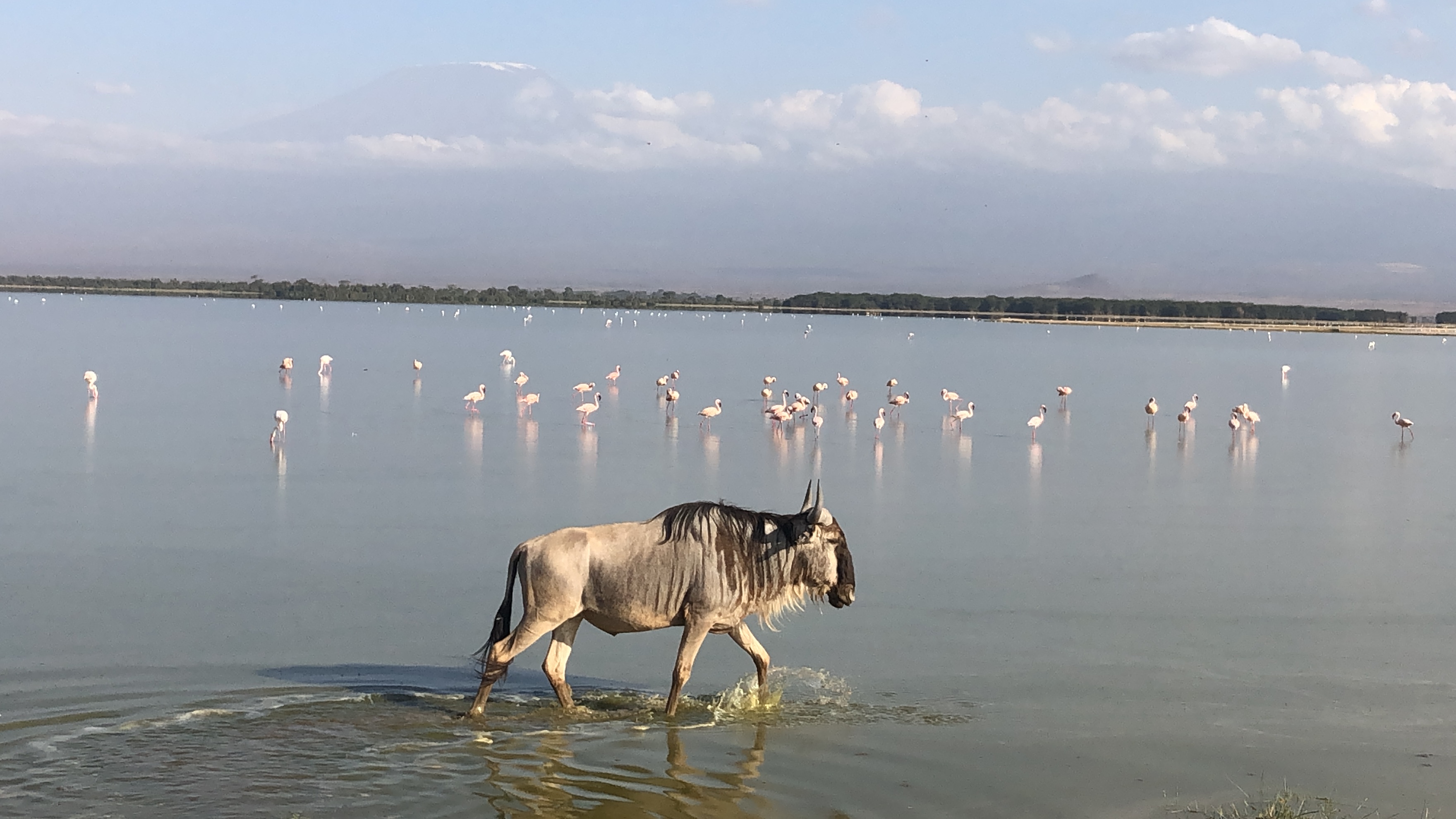 Wildebeest with flamingos below Mt Kilimanjaro